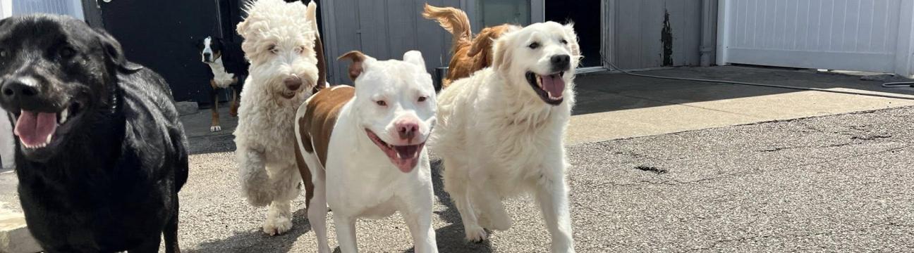 Diamond Kennels